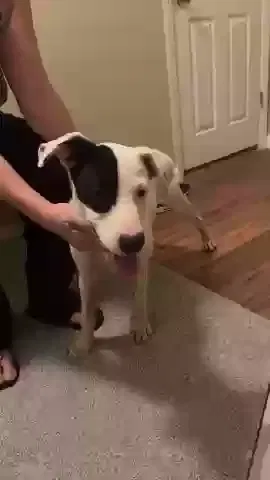 Found dog in Macon, GA, 31210