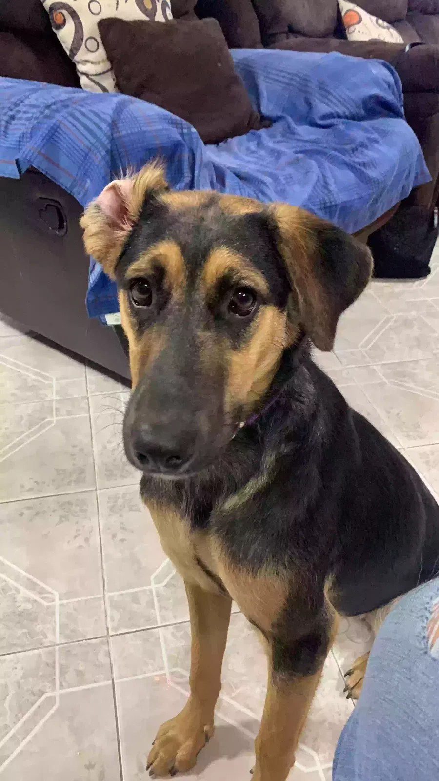 Lost dog in Garland, TX, 75040
