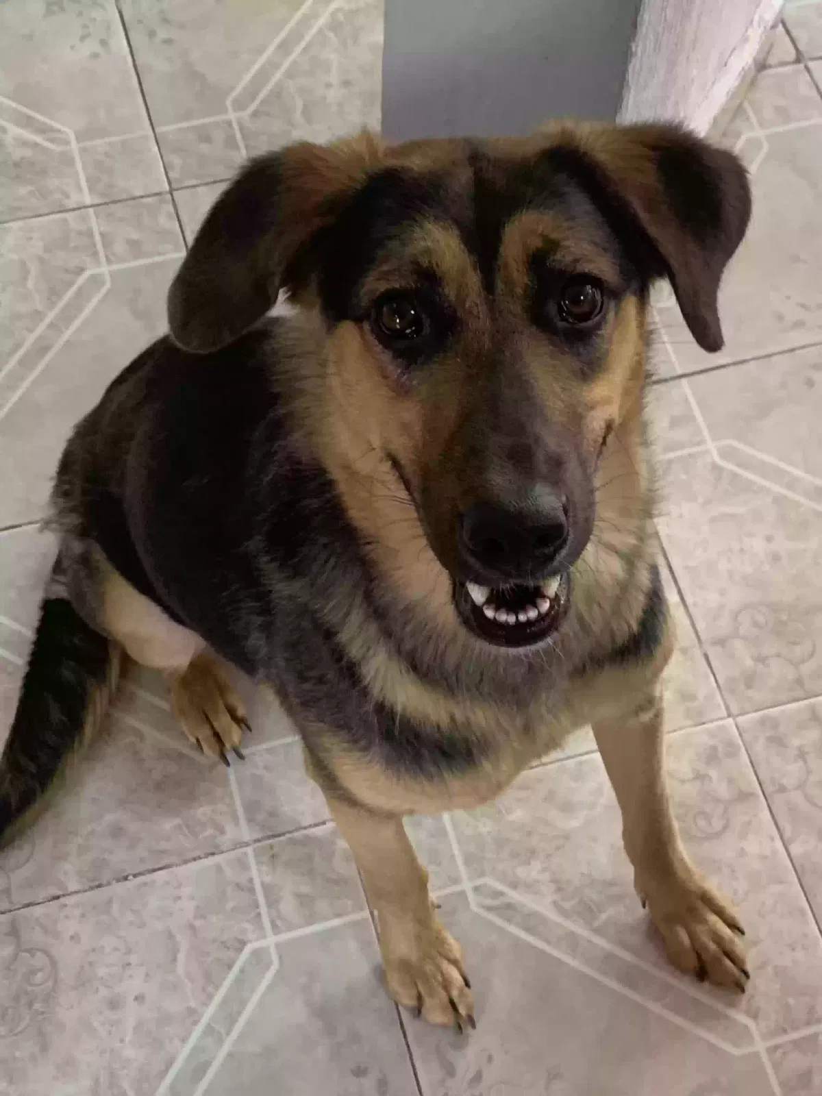 Lost dog in Garland, TX, 75040