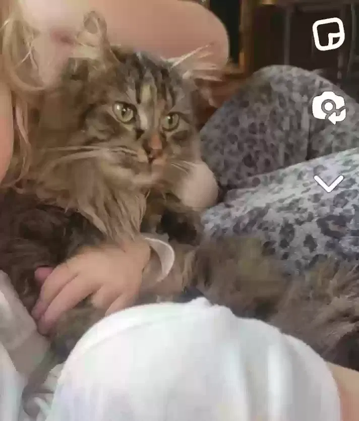 Lost cat in Brandon, SD, 57005