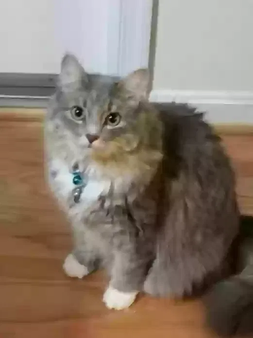 Lost cat in Millersville, MD, 21108
