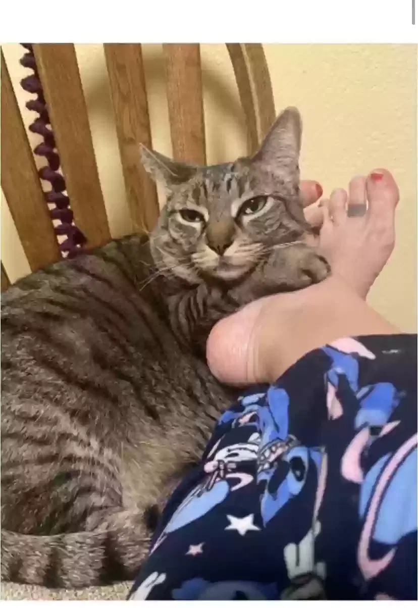 Lost cat in Boulder City, NV, 89005