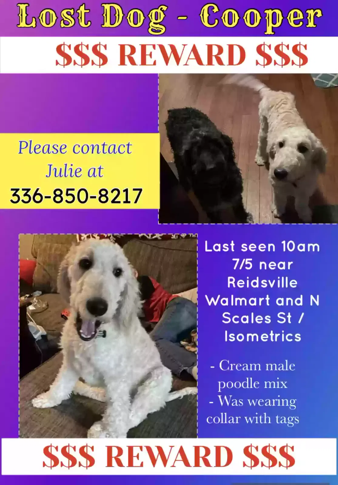 Lost dog in Reidsville, NC, 27320
