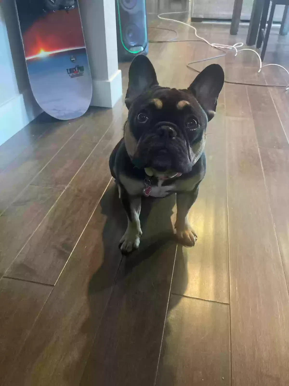 Lost dog in Denver, CO, 80239