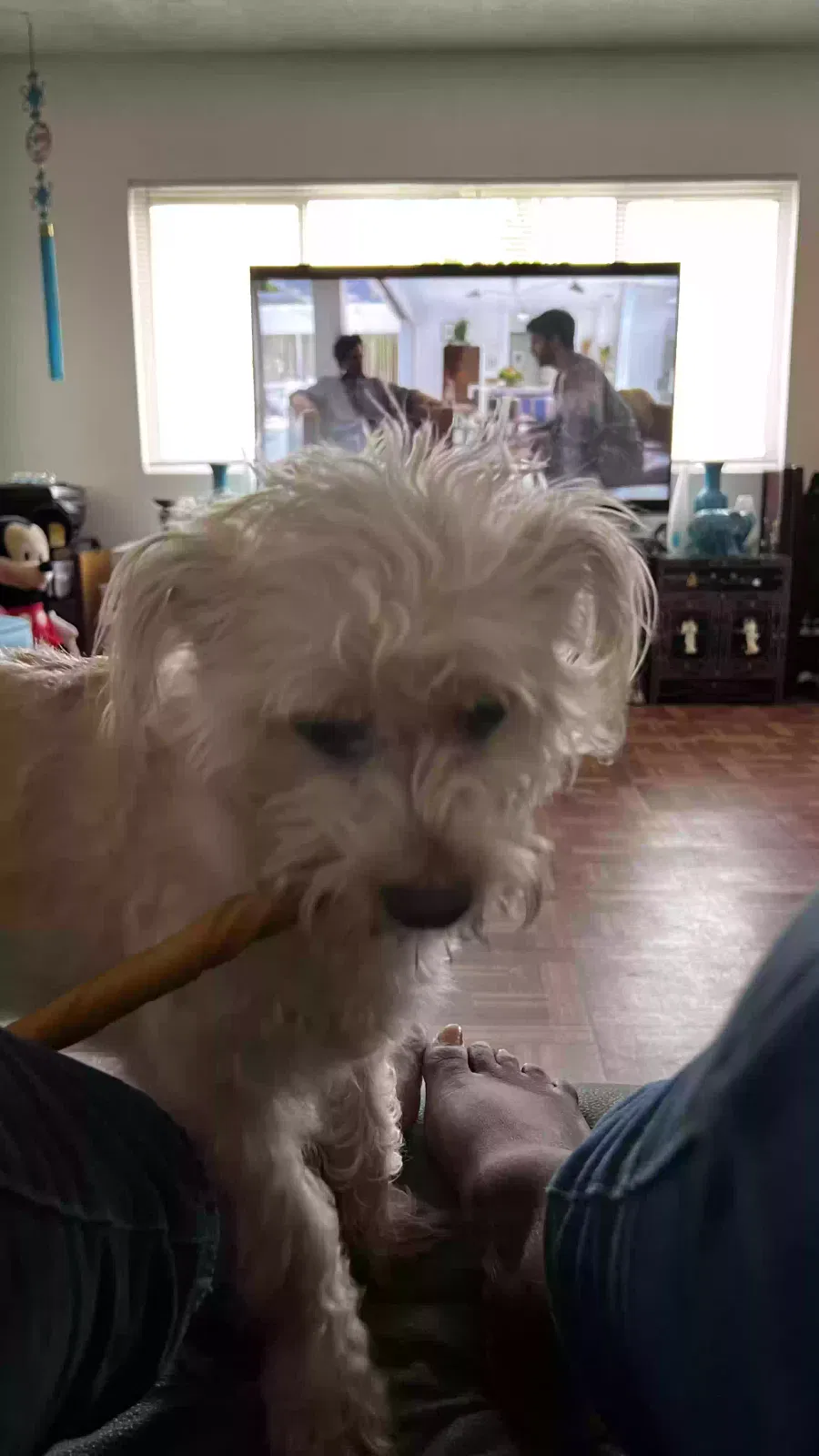 Lost dog in Gardena, CA, 90249