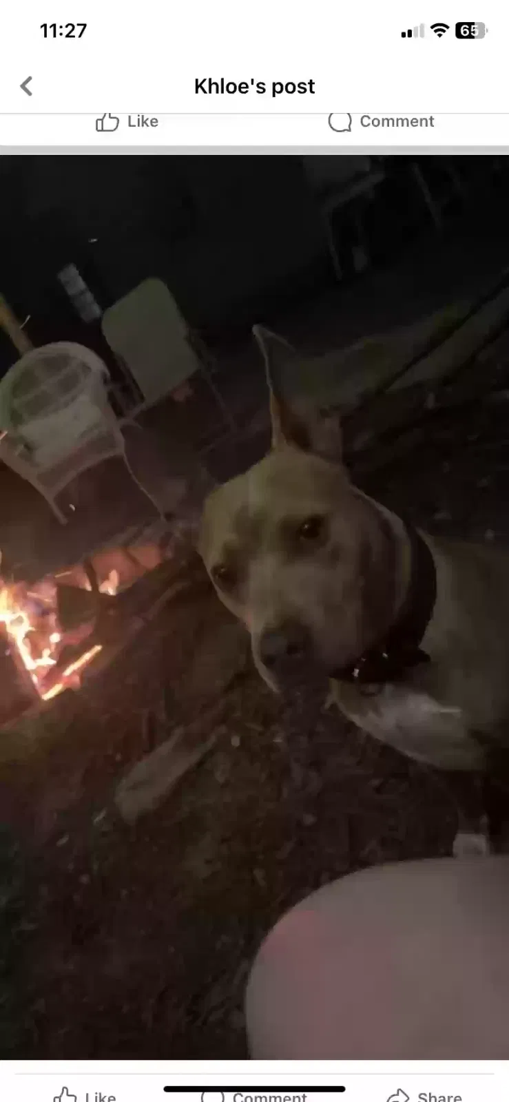 Lost dog in Florence, AL, 35634