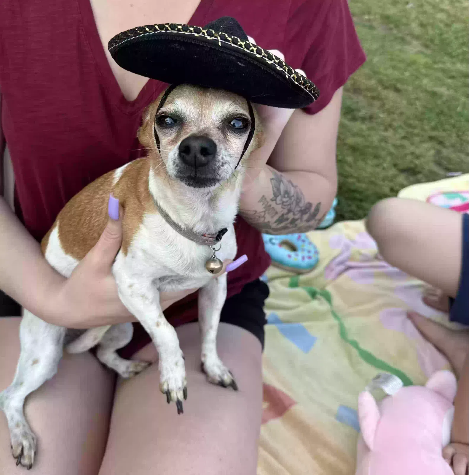 Lost dog in West Covina, CA, 91790