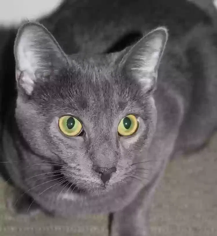 Lost cat in Cedar Rapids, IA, 52402