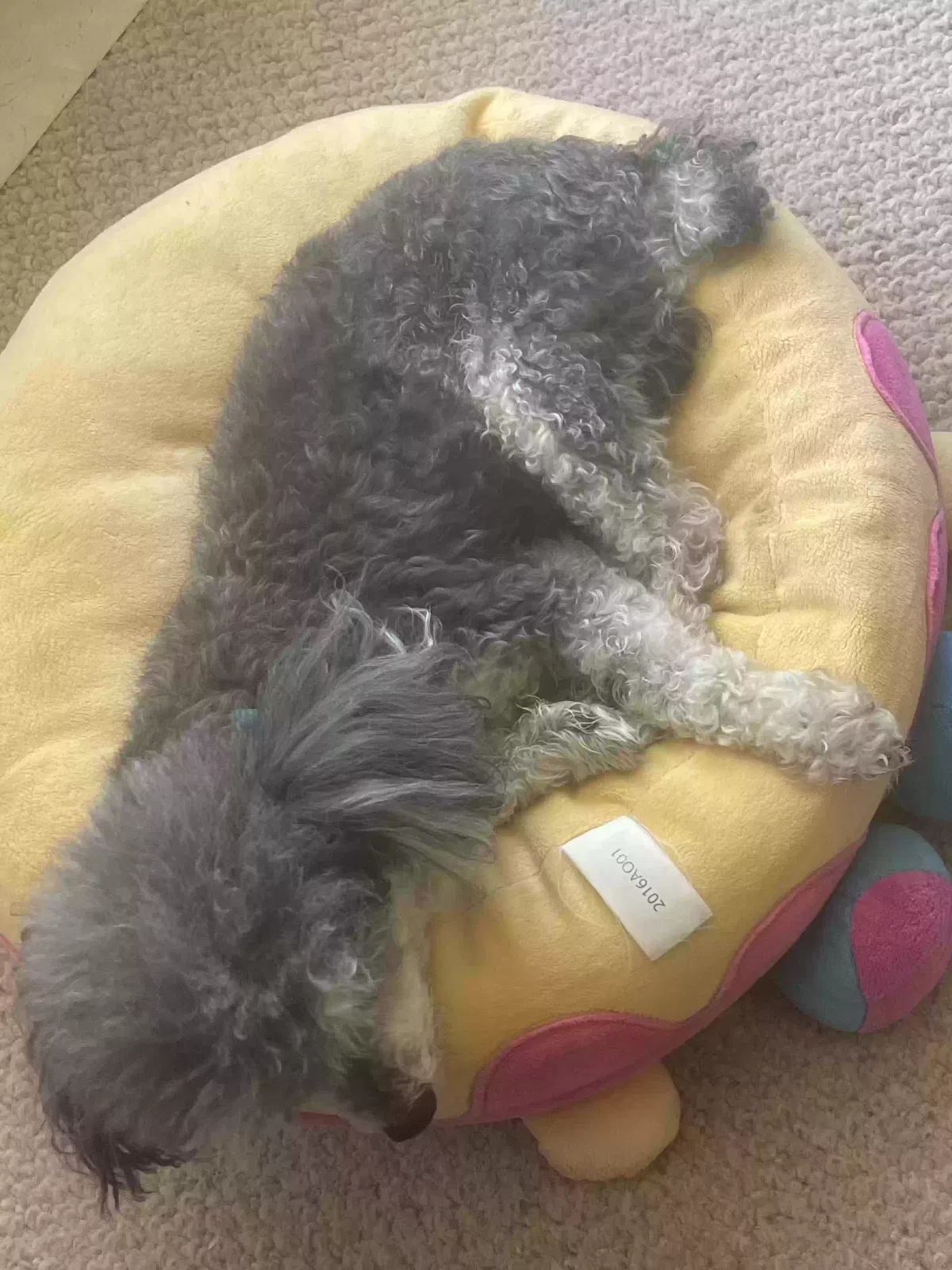 Lost dog in West Covina, CA, 91791