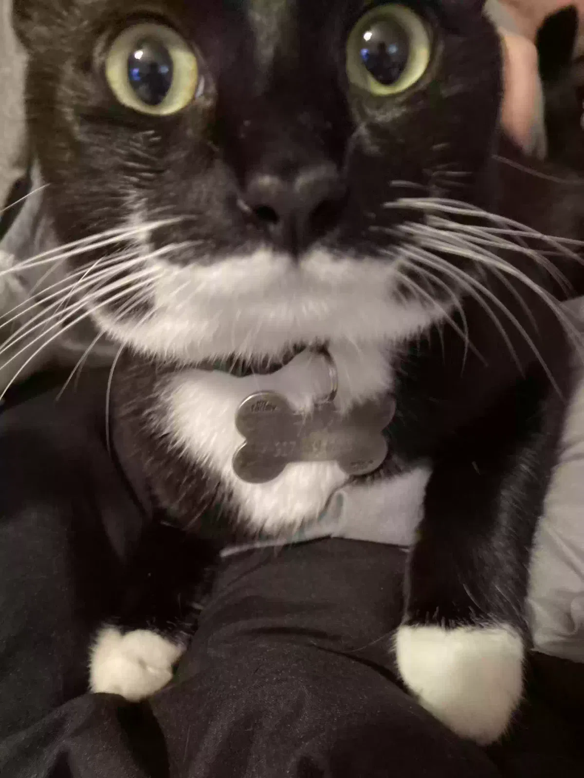 Lost cat in Bronx, NY, 10461