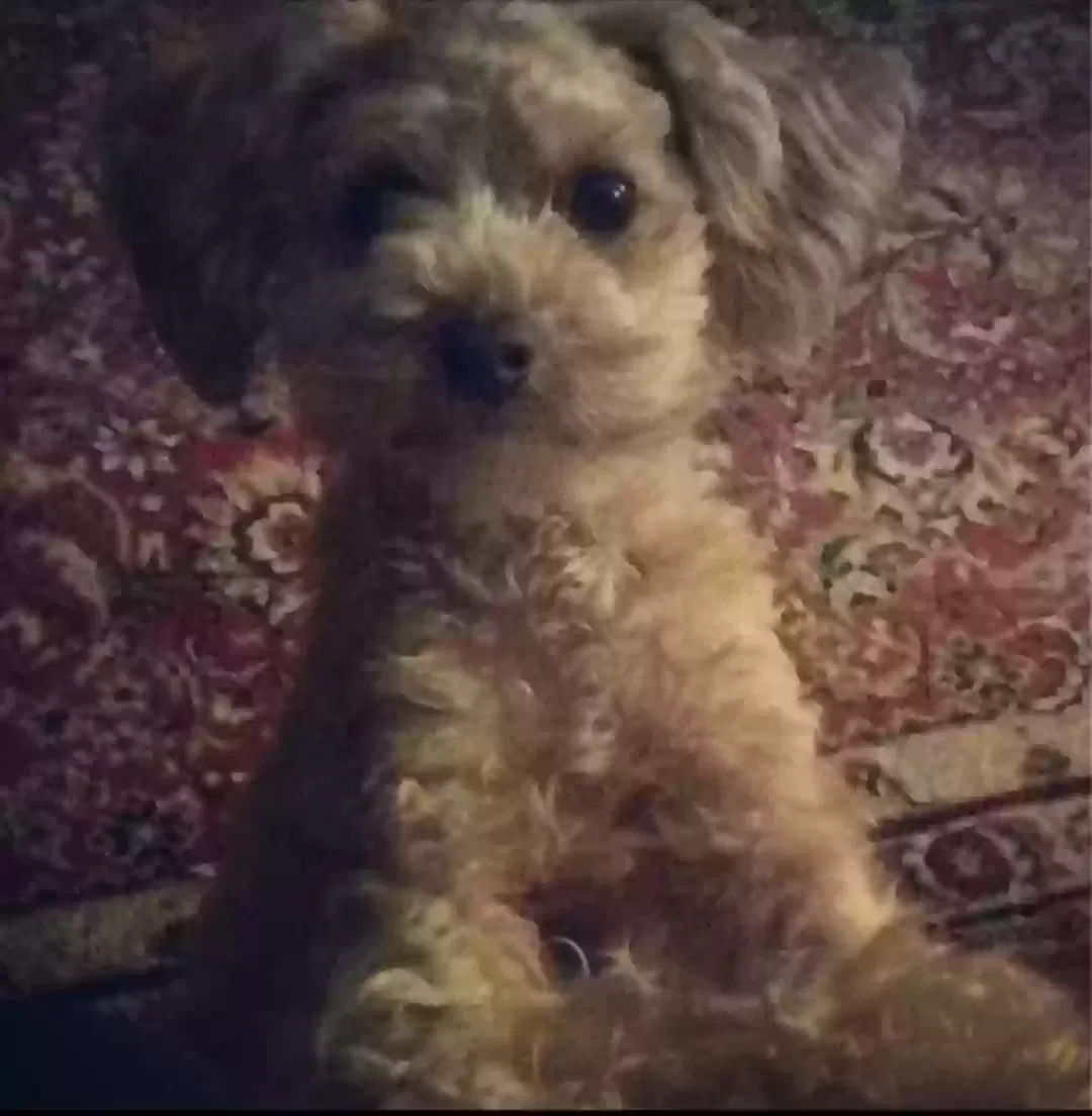 Lost dog in Allentown, PA, 18102