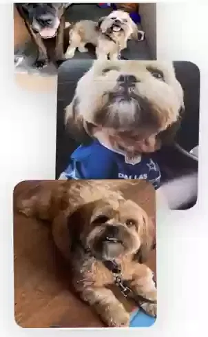 Lost dog in Corpus Christi, TX, 78415