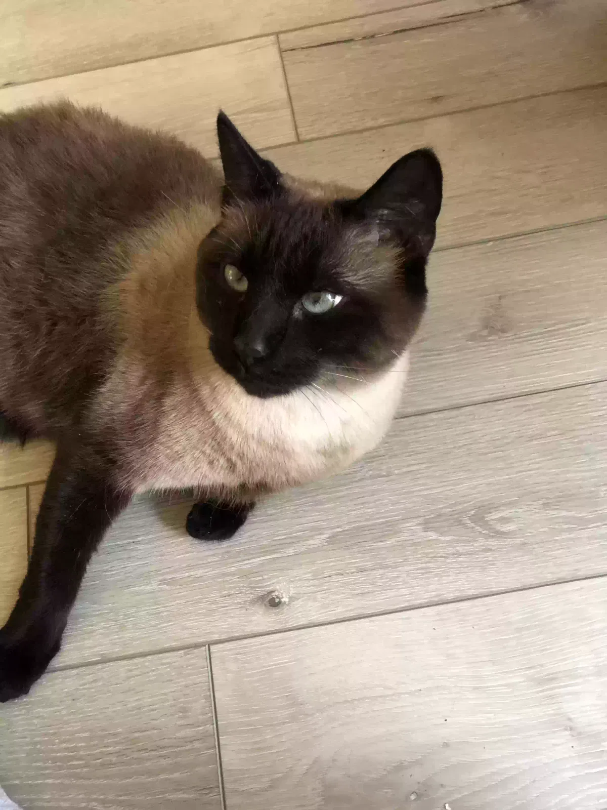Lost cat in Celina, OH, 45822