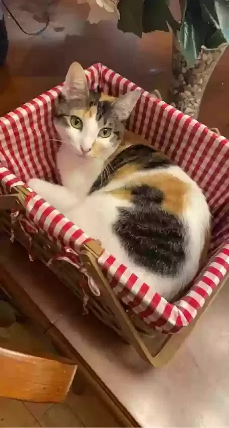 Lost cat in Austin, TX, 78722