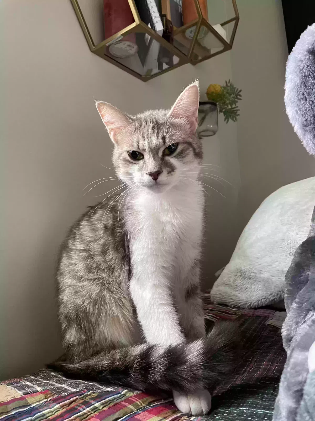 Found cat in Knoxville, TN, 37922