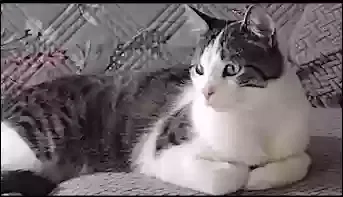 Lost cat in Agoura Hills, CA, 91301