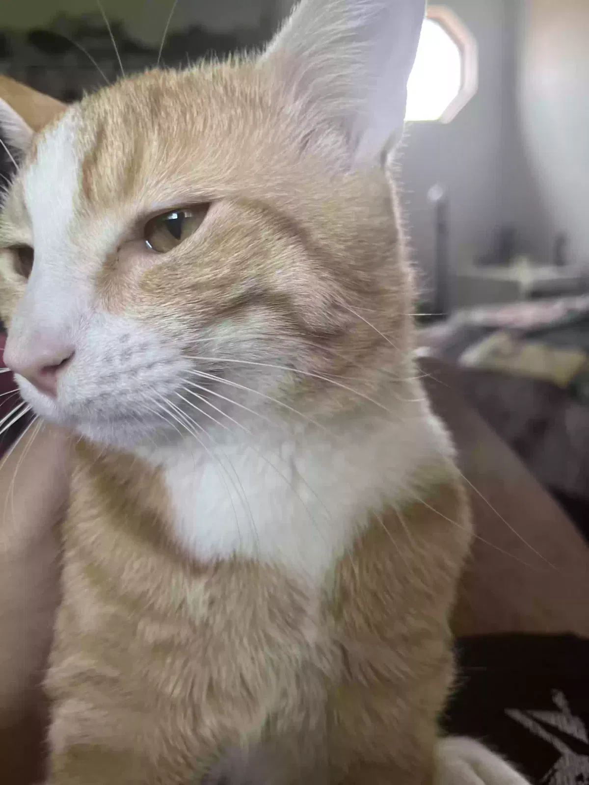 Lost cat in Reynoldsburg, OH, 43068