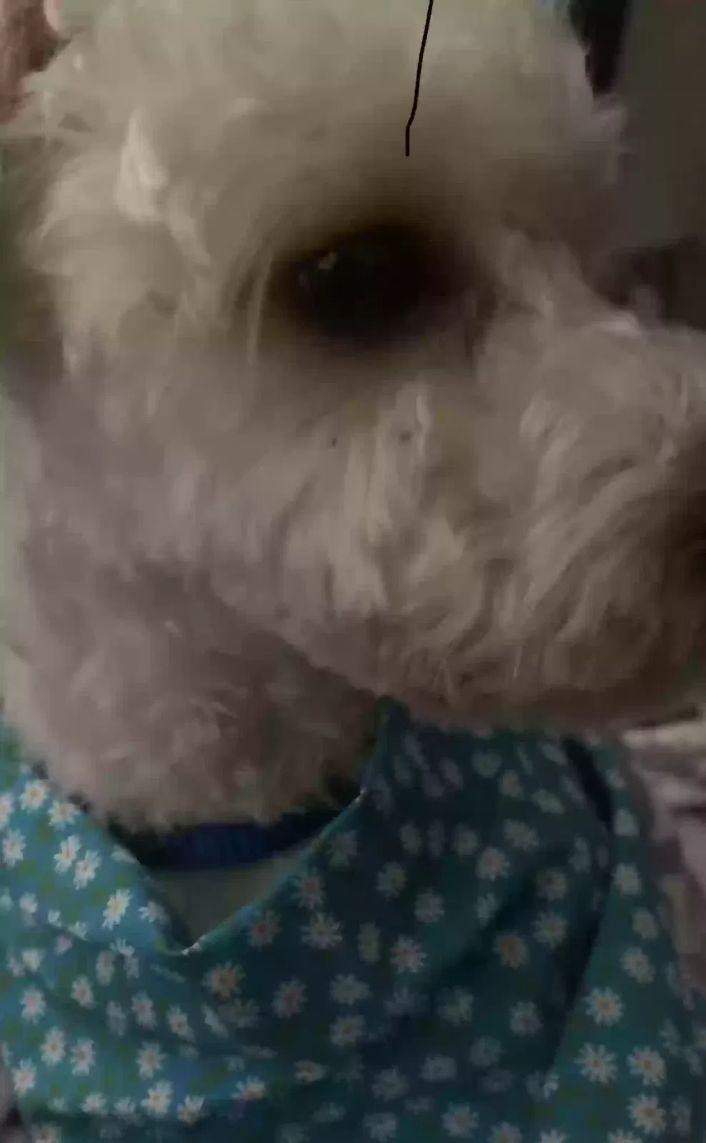 Lost dog in Harbor City, CA, 90710