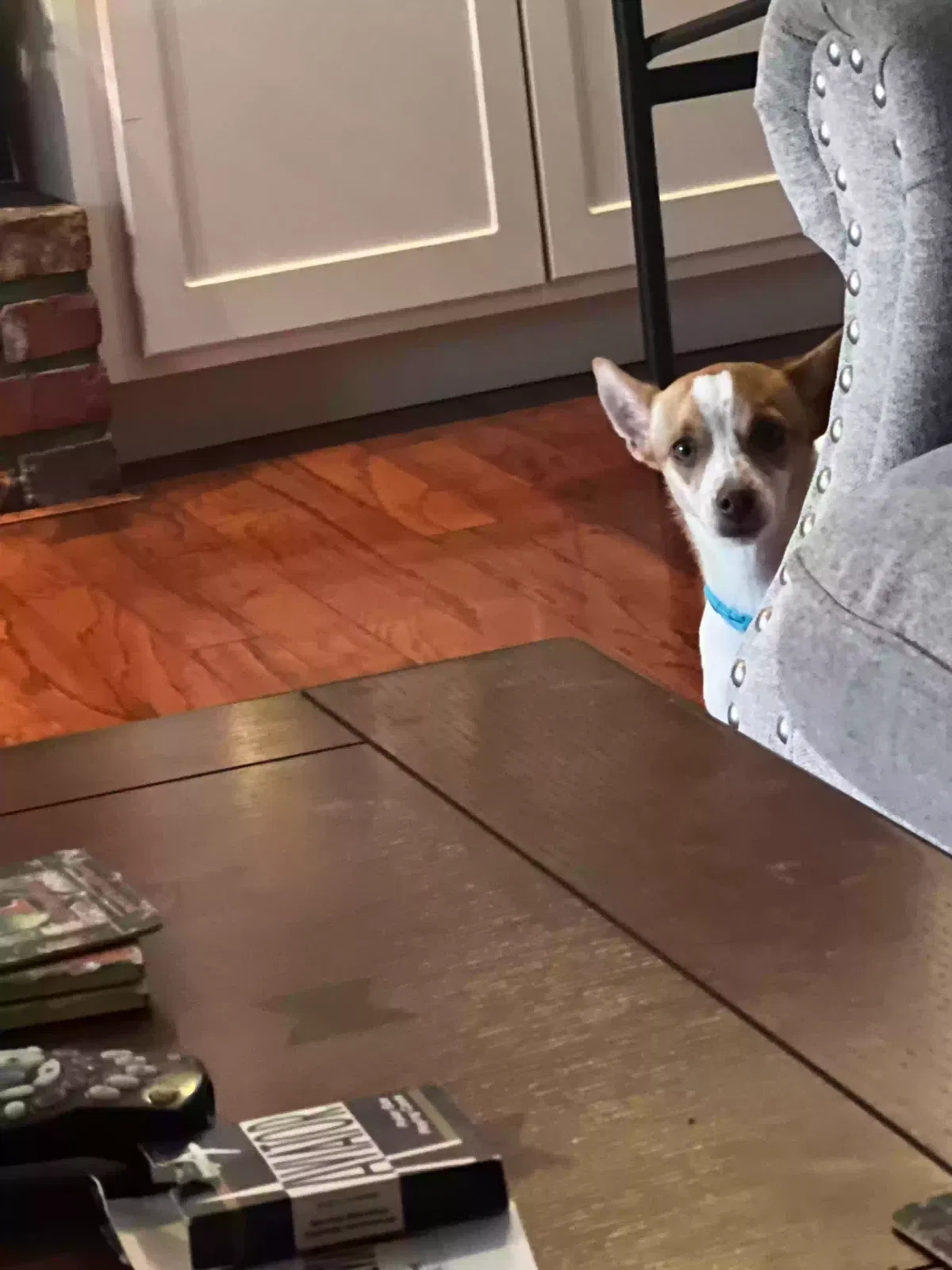 Lost dog in Anaheim, CA, 92806