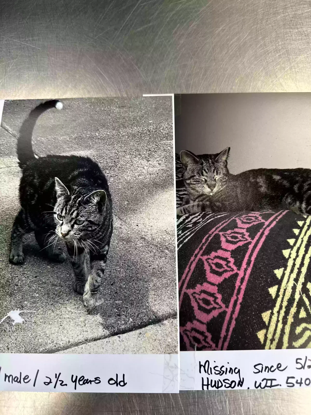 Lost cat in Hudson, WI, 54016