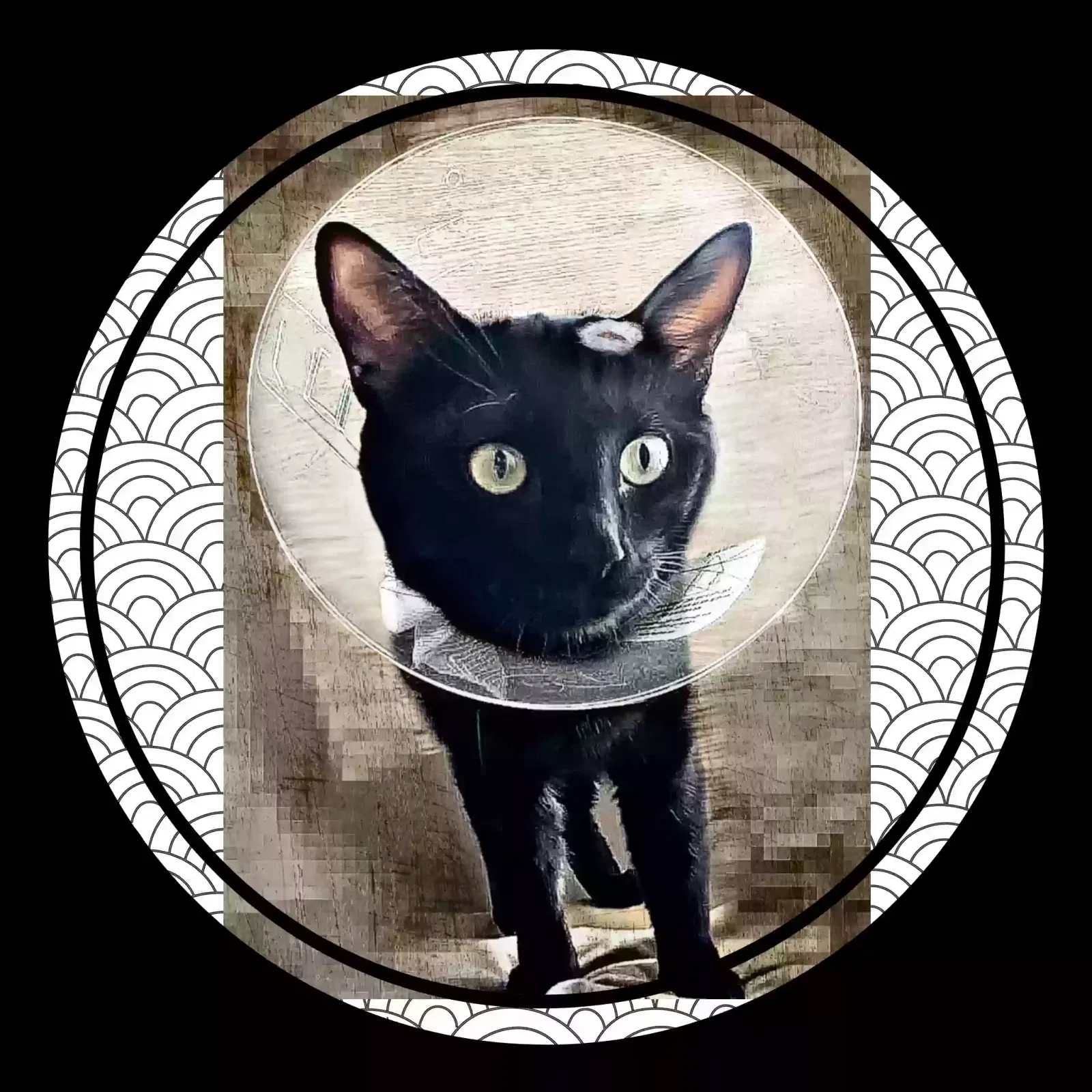 Lost cat in Las Vegas, NV, 89135