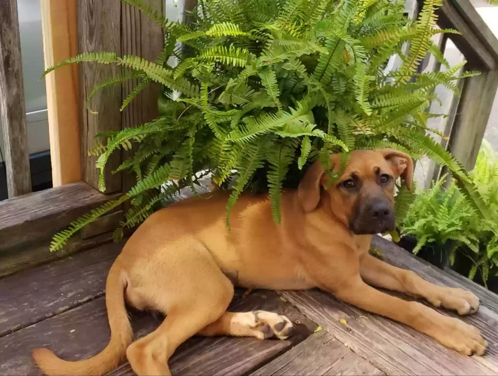 Lost dog in Dora, AL, 35062