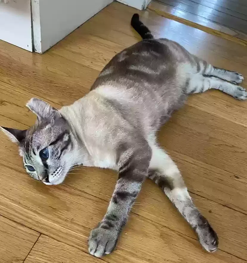 Lost cat in Hyannis, MA, 2601