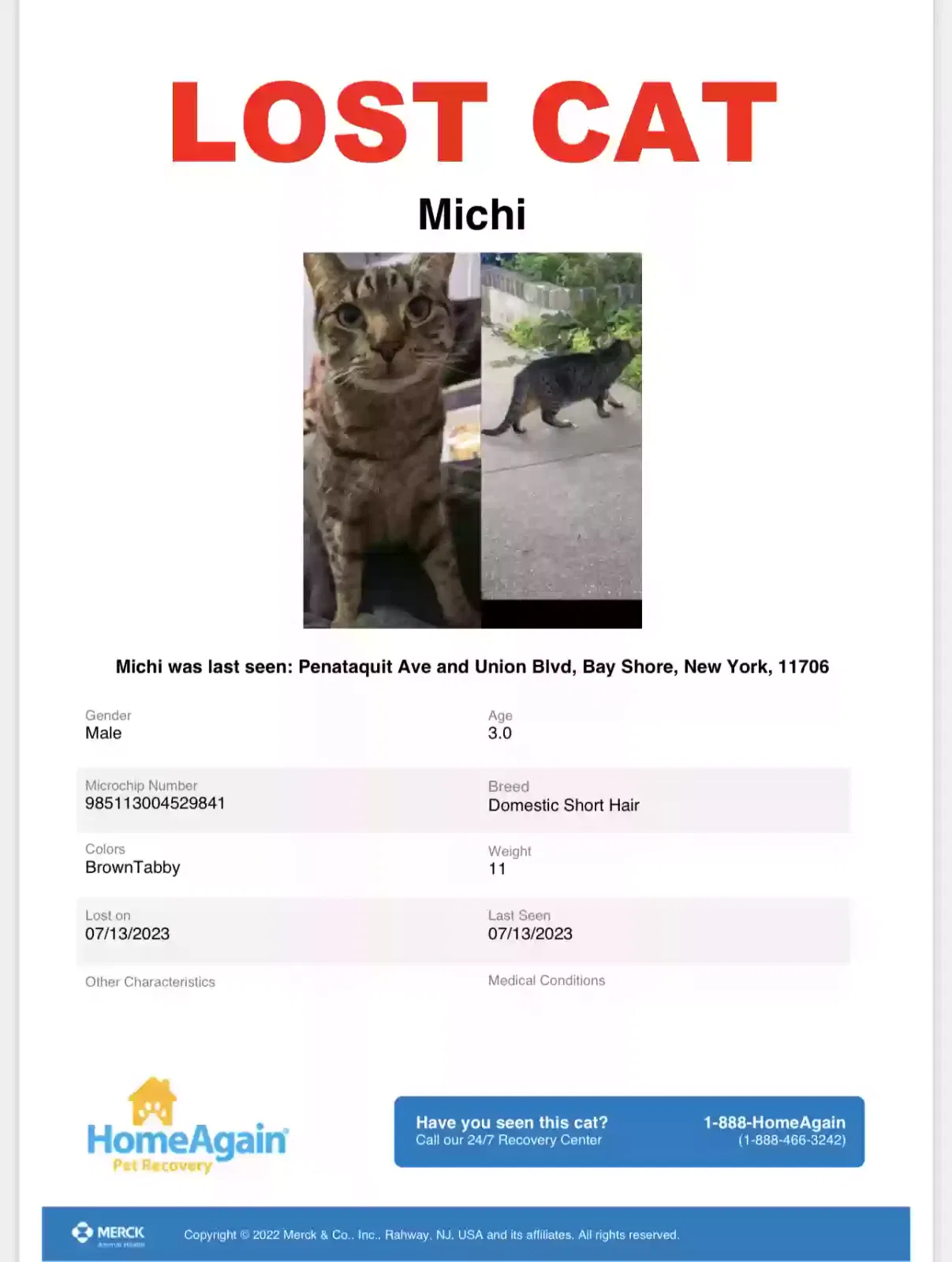 Lost cat in Bay Shore, NY, 11706