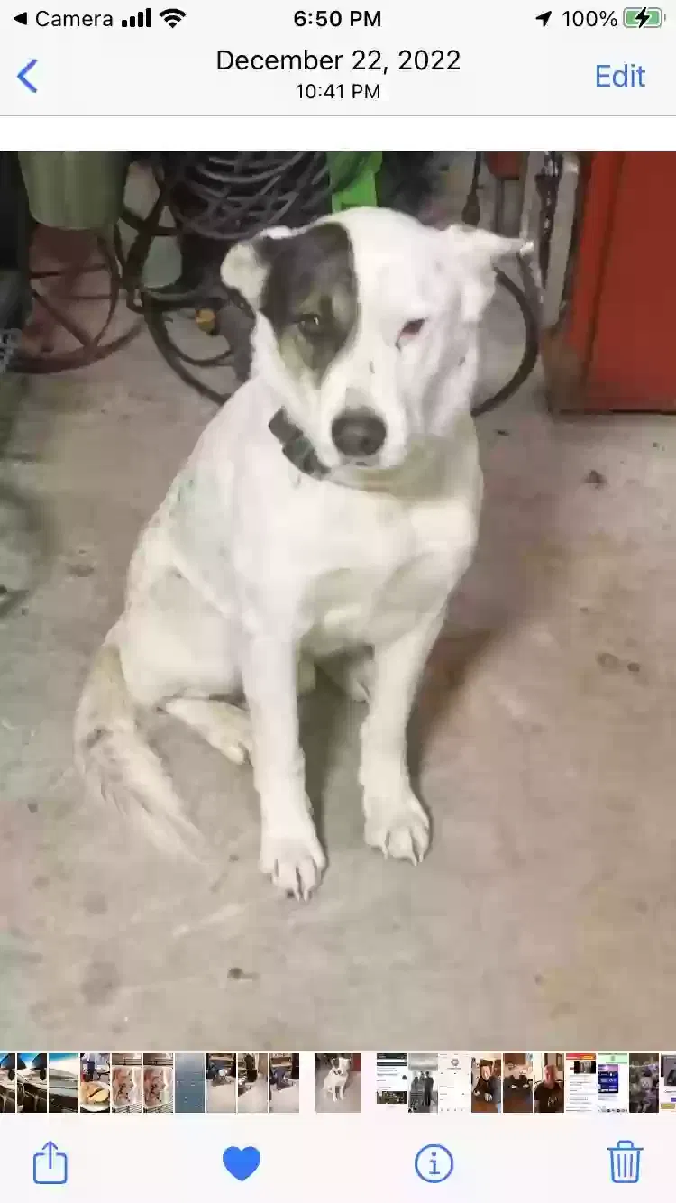 Lost dog in Krum, TX, 76249