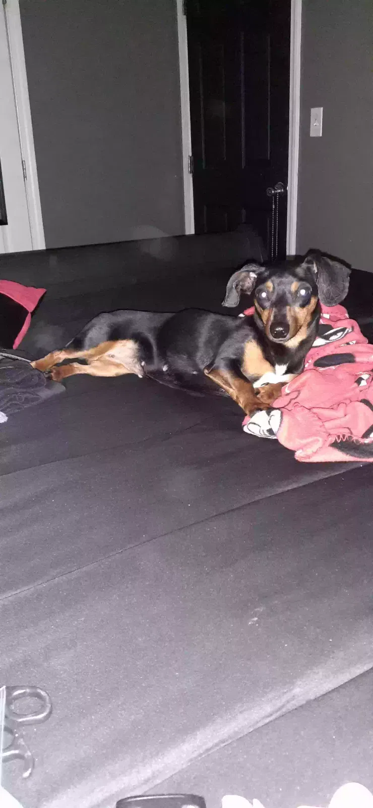 Lost dog in Stone Mountain, GA, 30083