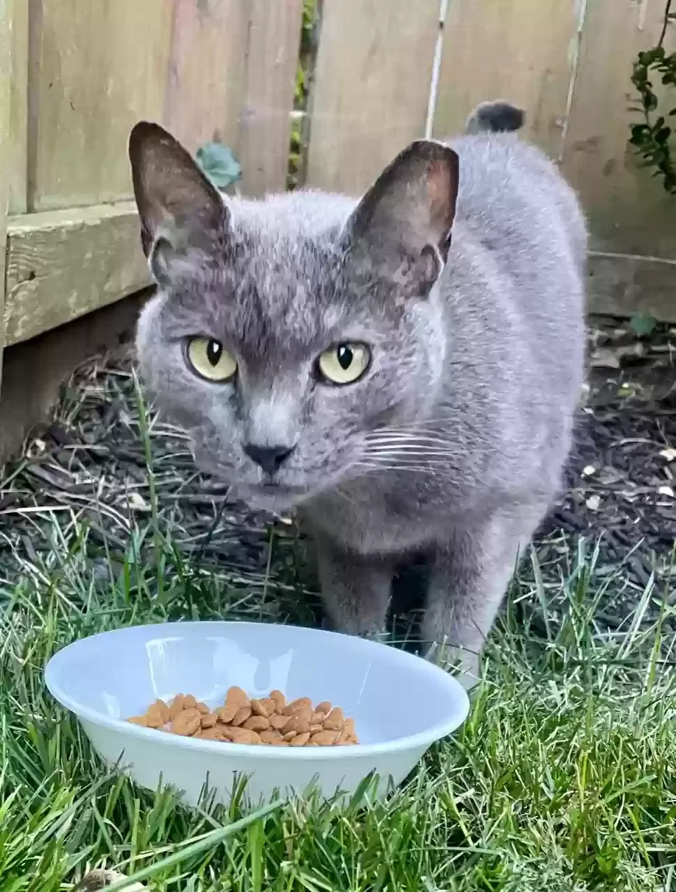 Found cat in Lakewood, OH, 44107