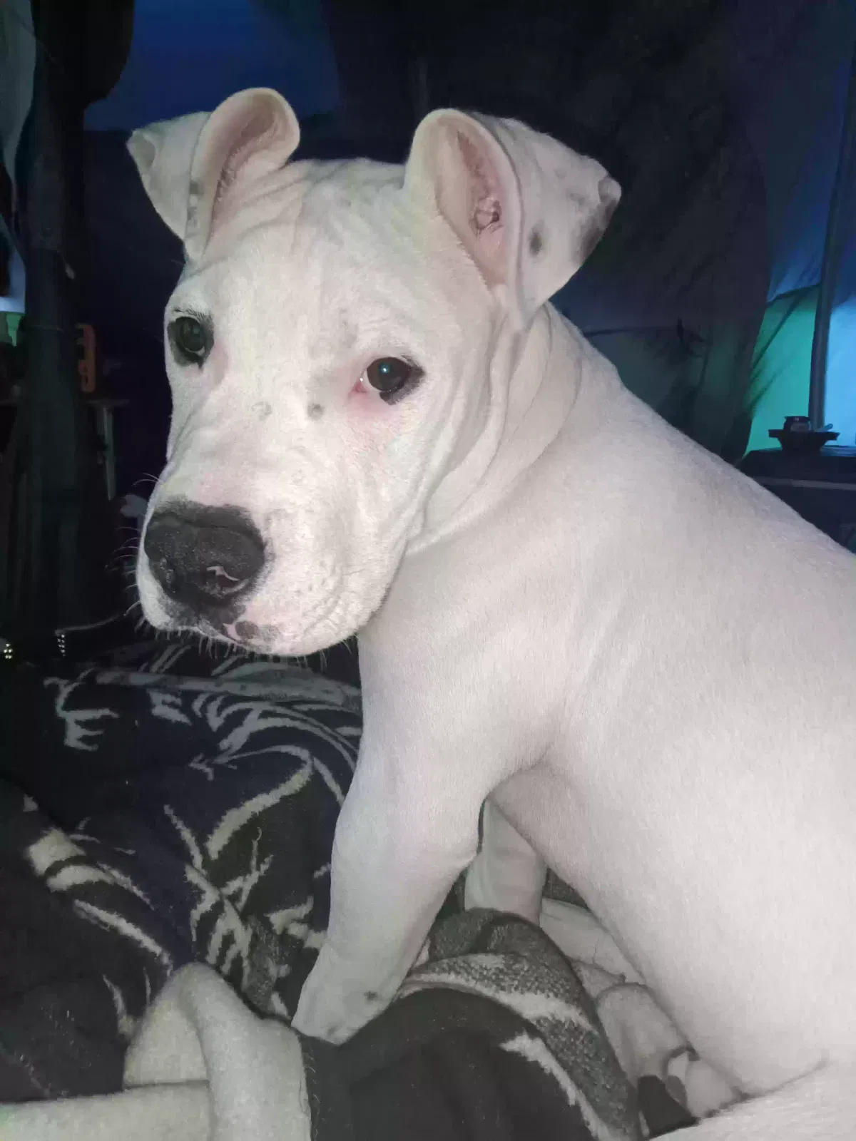 Lost dog in San Francisco, CA, 94114