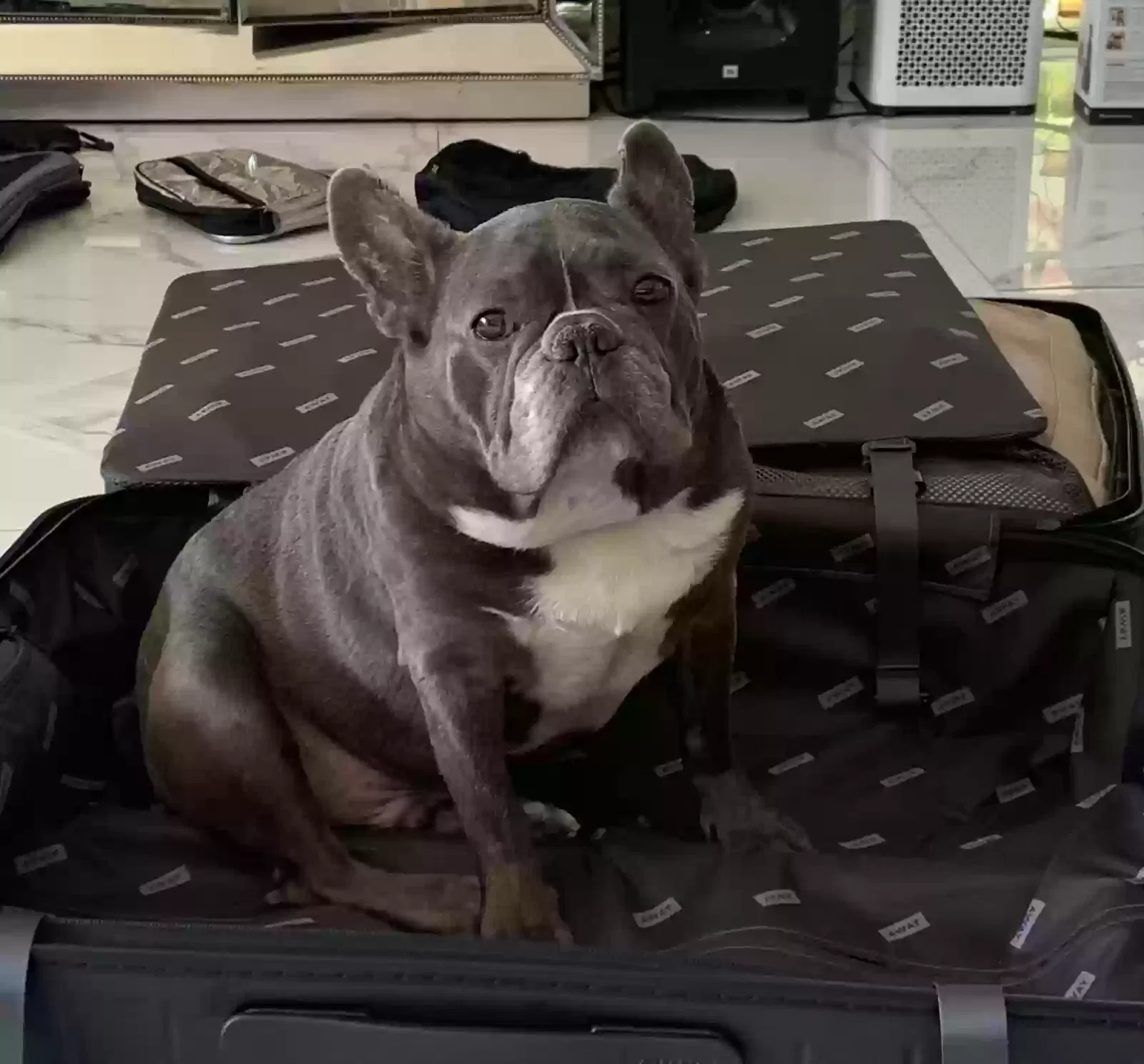 Lost dog in Newport Beach, CA, 92663