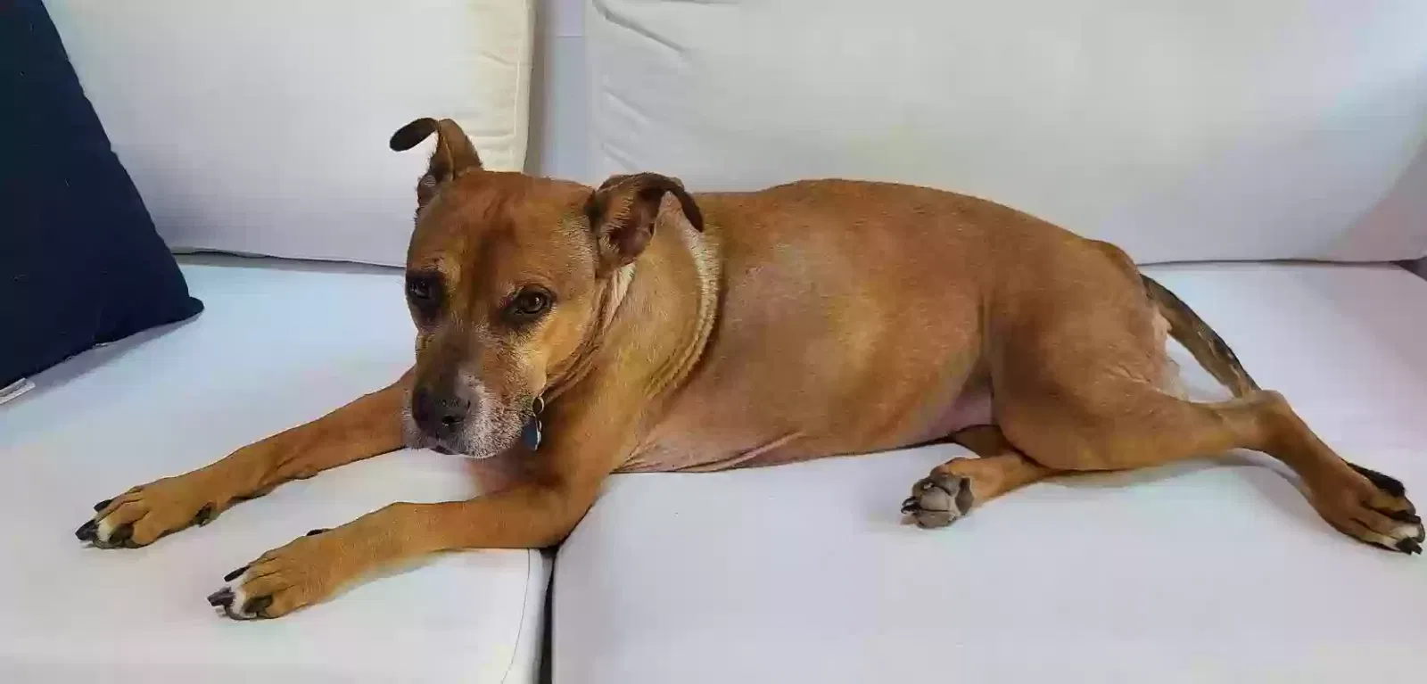 Lost dog in Penfield, NY, 14526