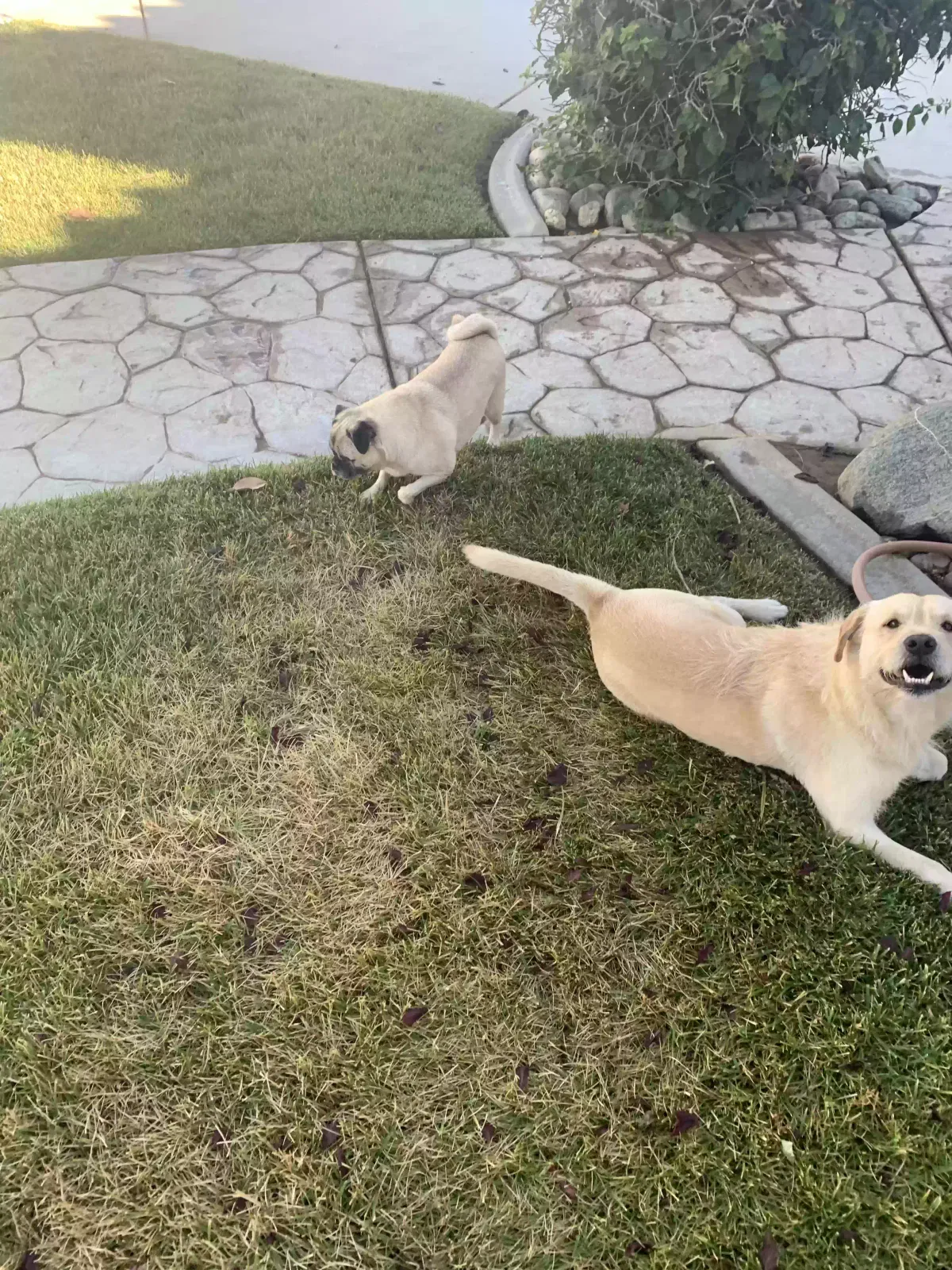 Found dog in Beaumont, CA, 92223