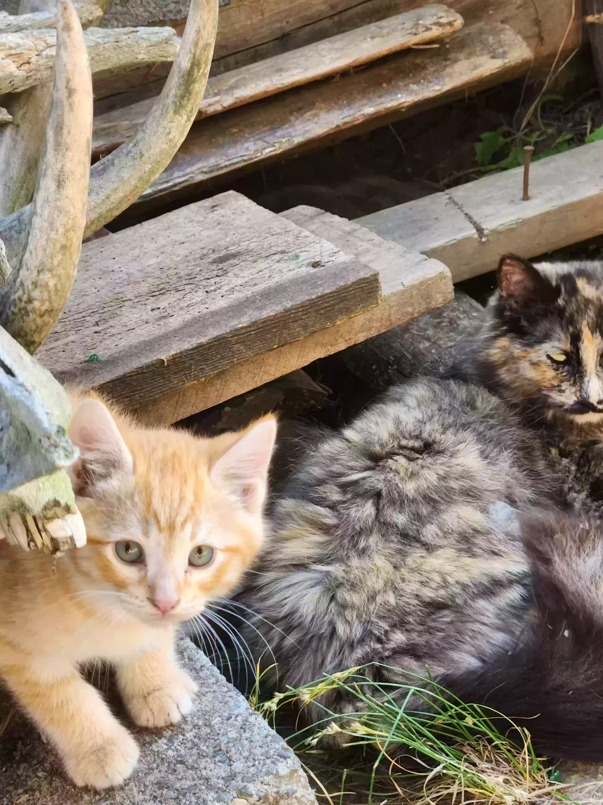 Found cat in Puyallup, WA, 98372