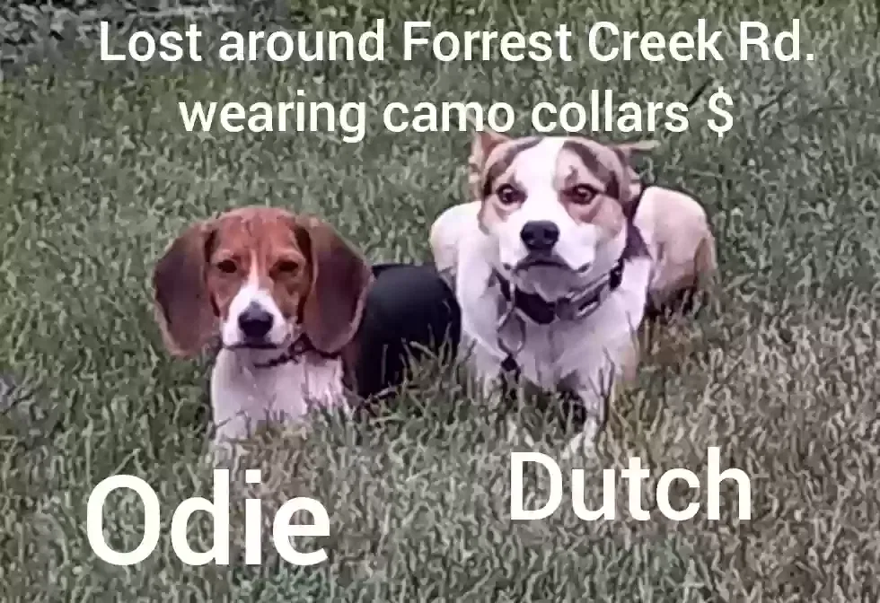 Lost dog in Waynesboro, VA, 22980