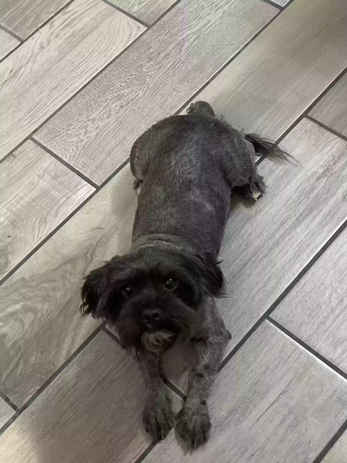 Lost dog in San Antonio, TX, 78224