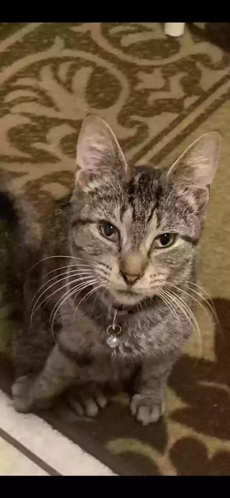 Lost cat in Chicago, IL, 60641