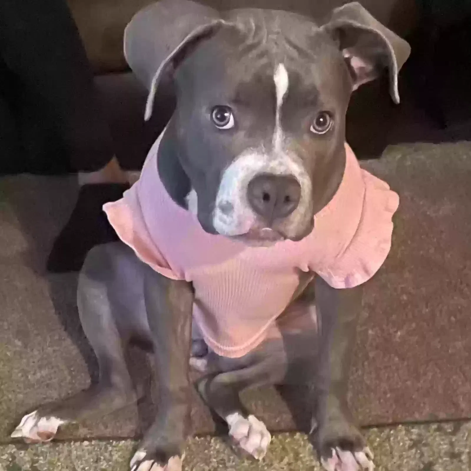 Lost dog in Denver, CO, 80219