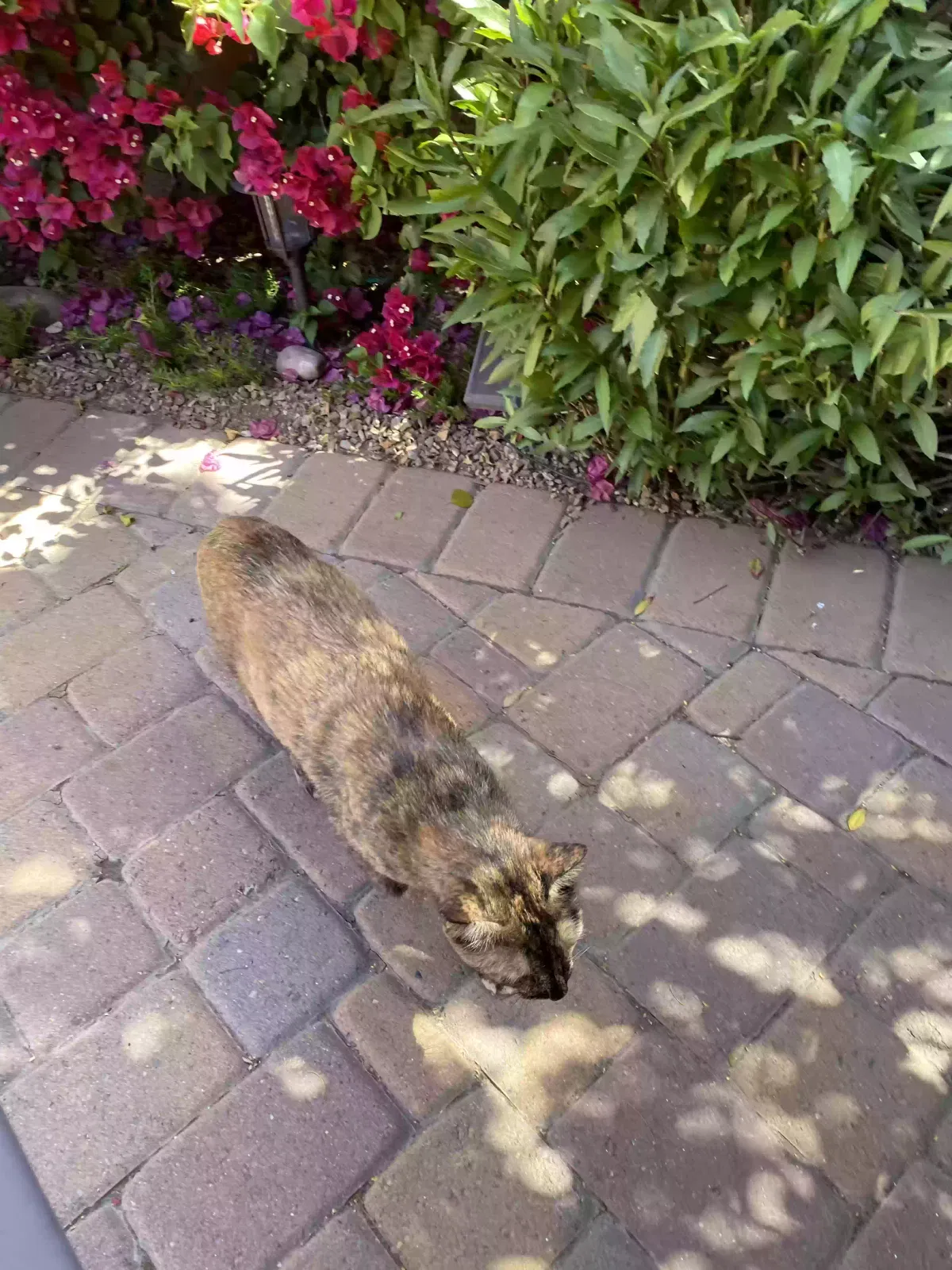 Found cat in Gilbert, AZ, 85297