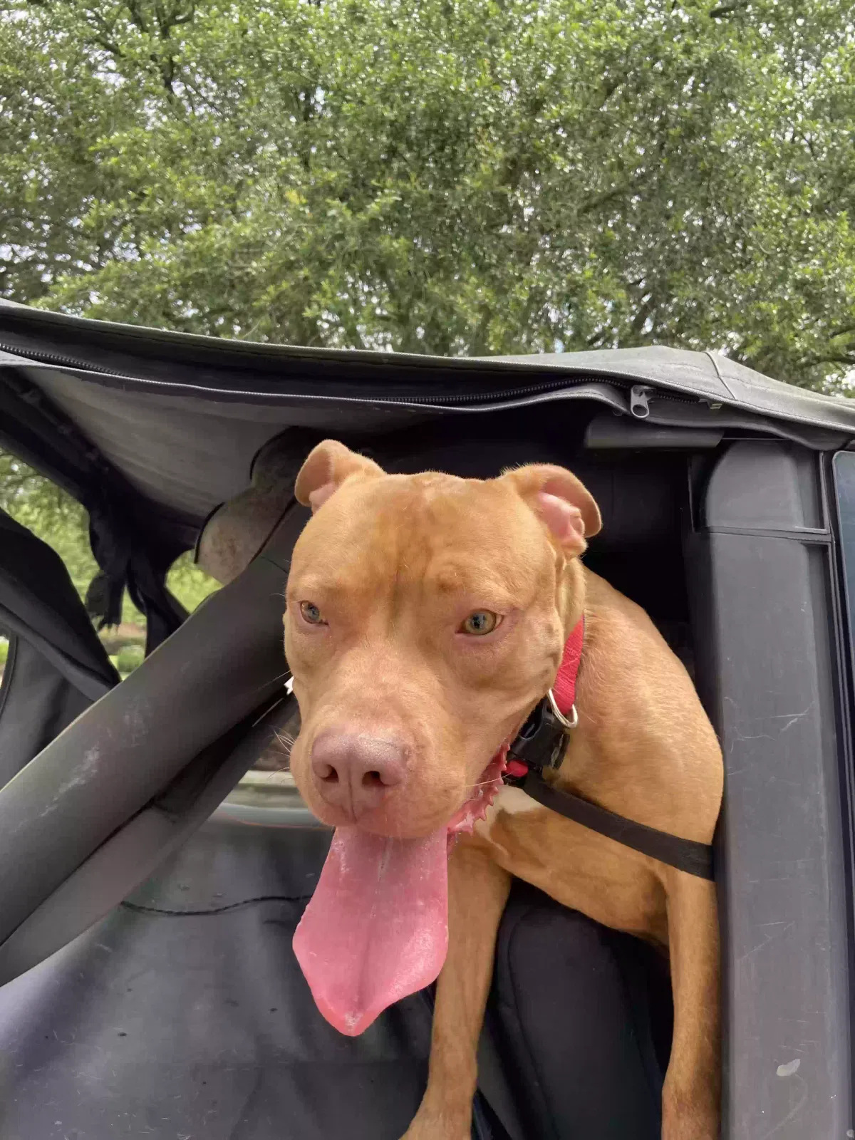Found dog in Durham, NC, 27709