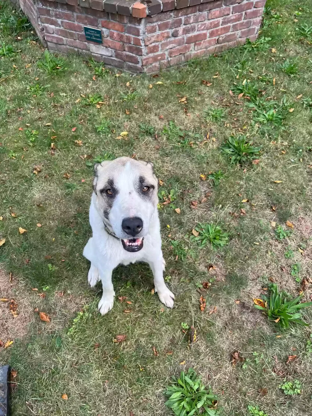Lost dog in Brooklyn, NY, 11210