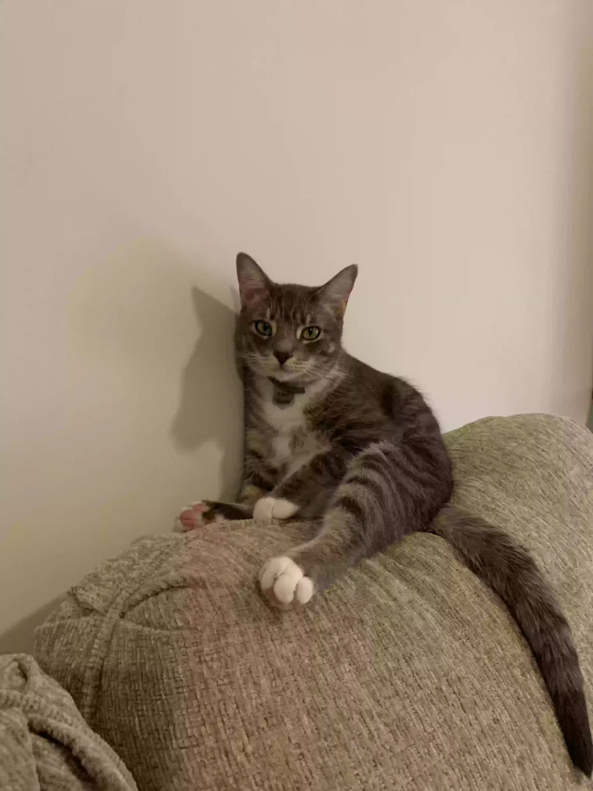 Lost cat in Greensboro, NC, 27407