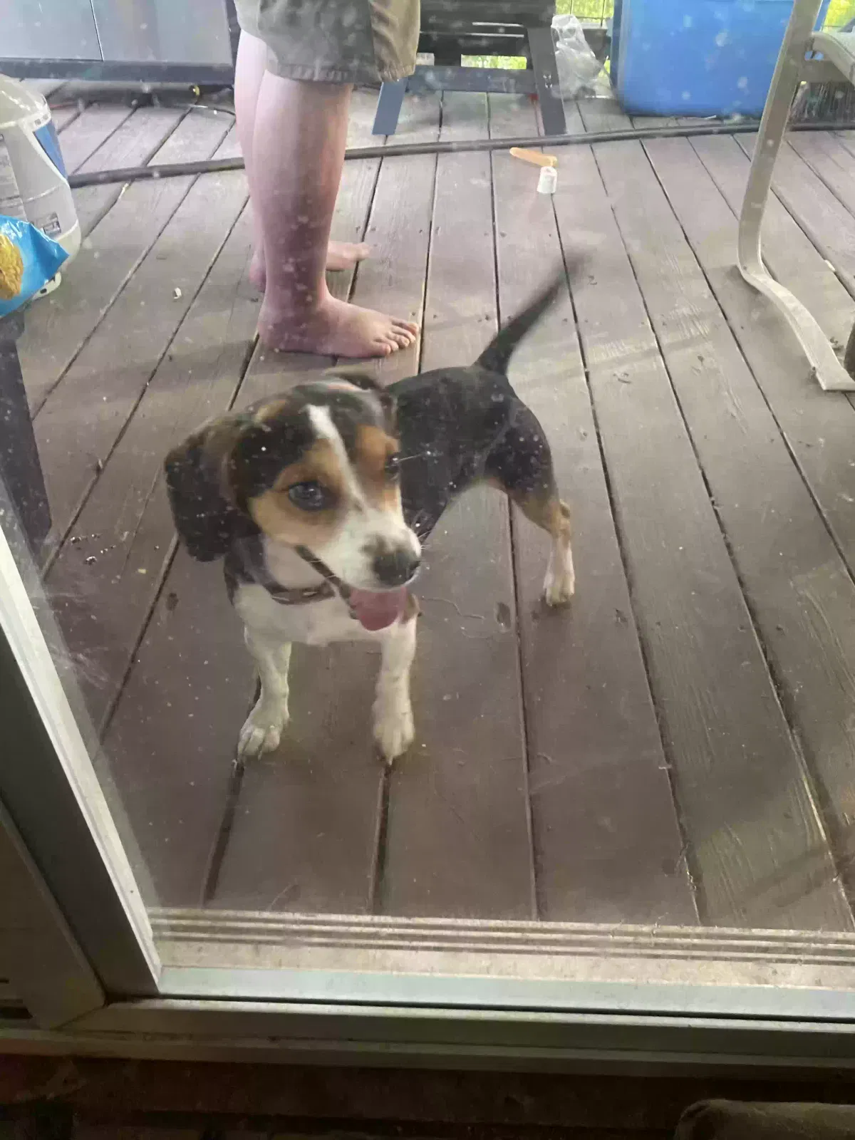 Found dog in Townville, SC, 29689