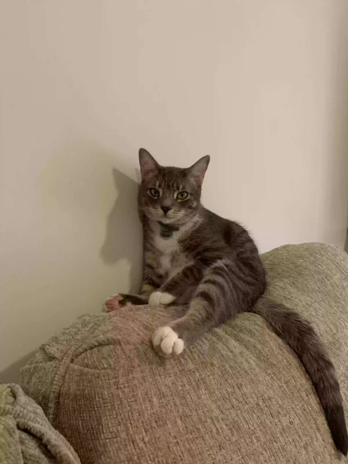 Lost cat in Greensboro, NC, 27407