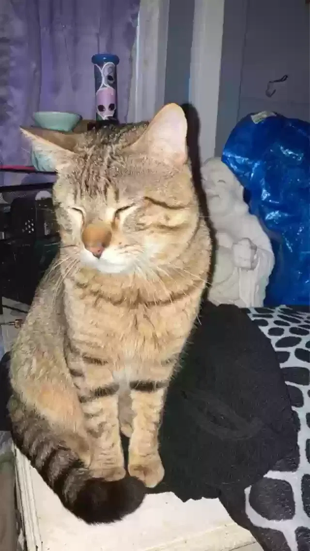 Lost cat in Colorado Springs, CO, 80911