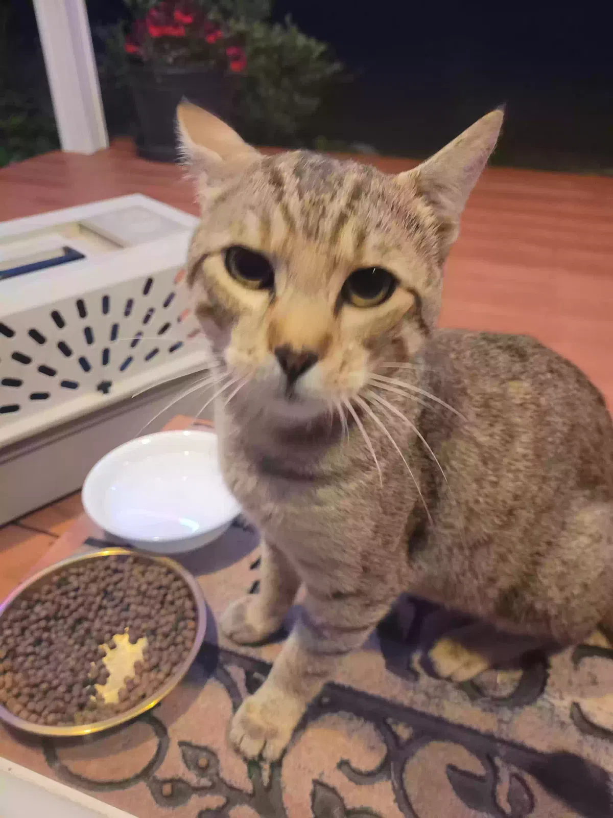 Found cat in Deer Park, WA, 99006
