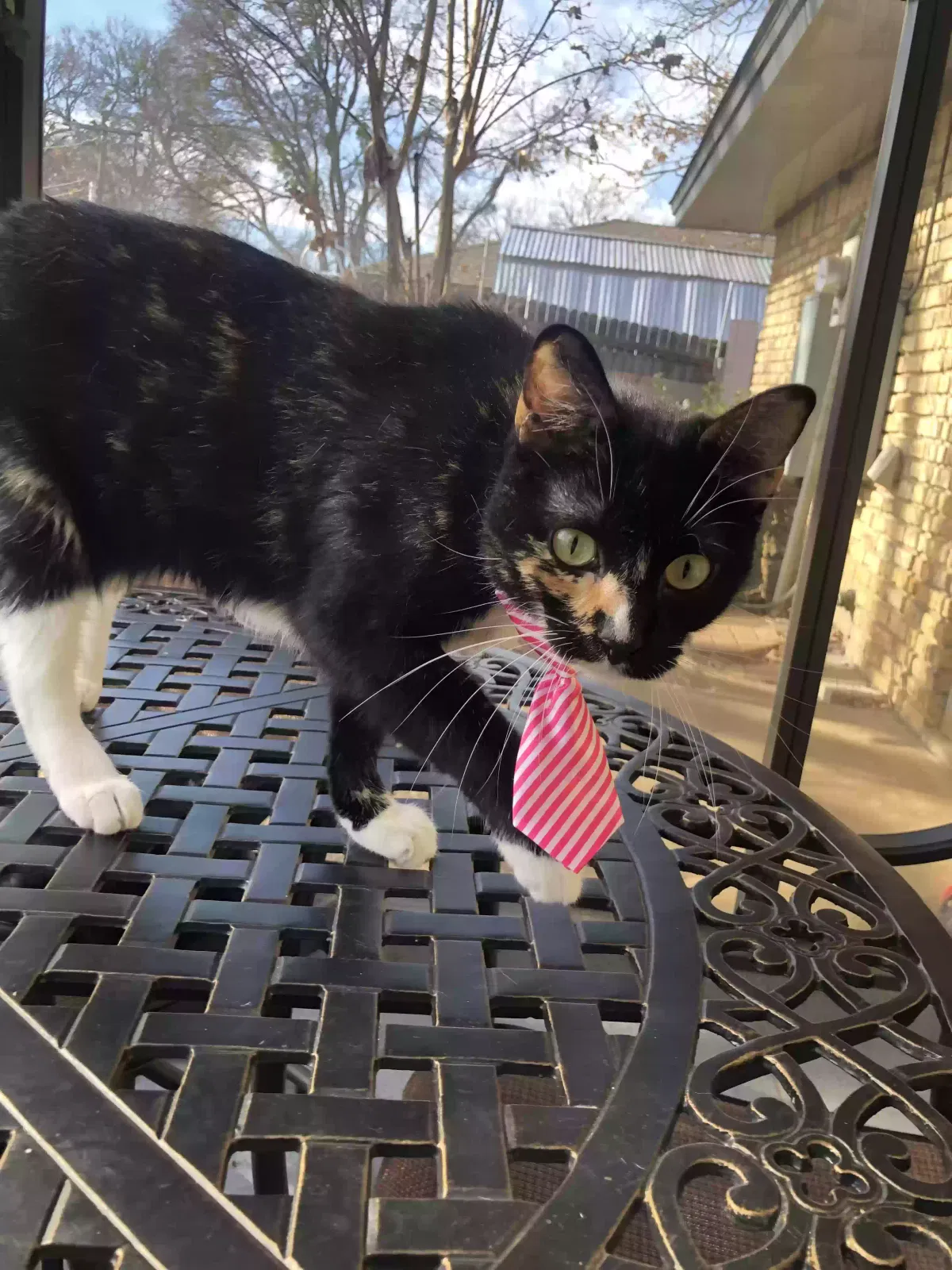 Lost cat in Hurst, TX, 76053