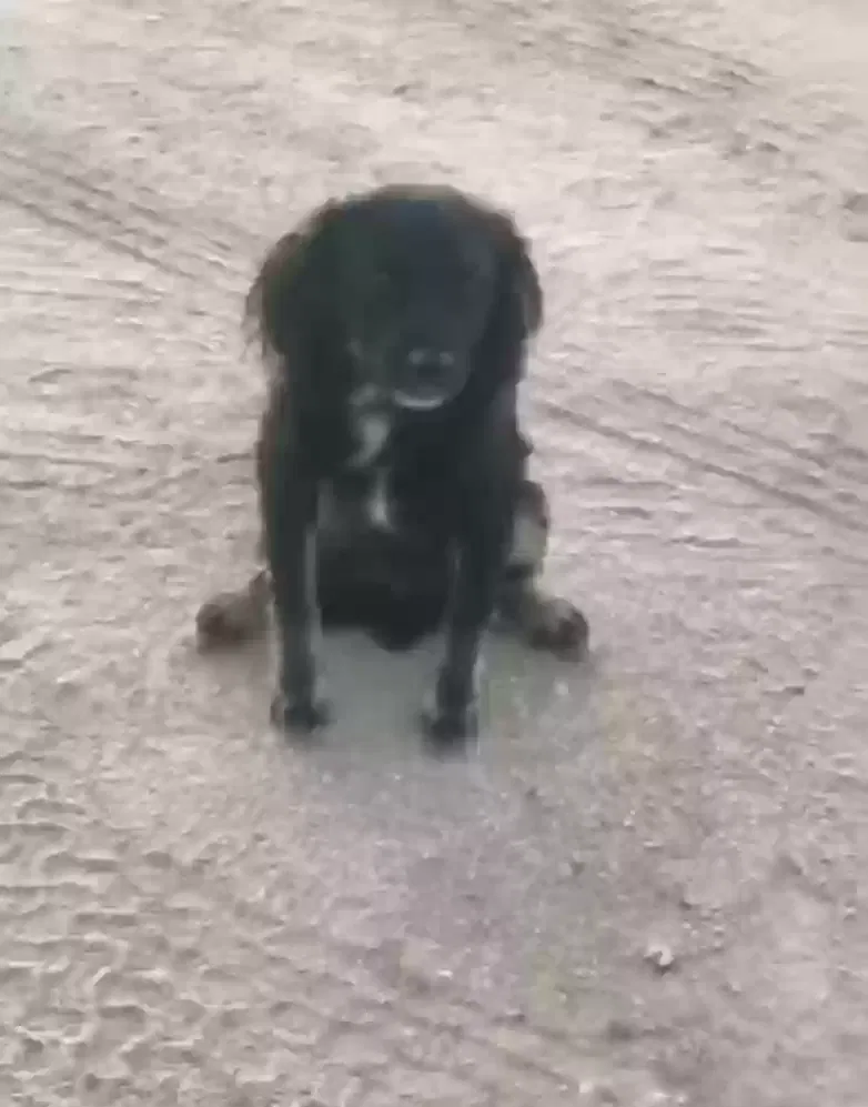 Lost dog in Maricopa, AZ, 85139